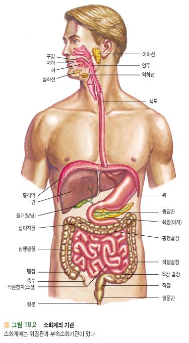 1. 소화계 - 소화 (digestion) : 거대음식분자들이가수분해효소에의해단량체로분해됨 - 흡수 (absorption) : 형성된단량체가소장벽을통해혈액과림프로운반됨 - 소화계 : 위장관 (gastrointestinal tract, GI) 과부속소화기관 ( 치아, 혀, 침샘, 간, 담낭, 췌장 ) 으로분리 - 소화계의주요기능 1.
