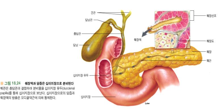3) 담낭 ( 쓸개, gallbladder) - 간으로부터배출된담즙의저장농축 -> 십이지장으로분비 4) 췌장 (pancreas,