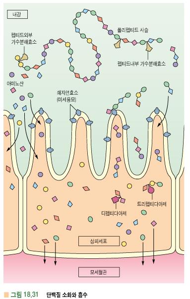 2) 단백질 - 펩신에의해위에서시작 -> 십이지장, 공장에서췌장효소에의해대부분 - trypsin, chymotrypsin, elastase, endopeptidase,