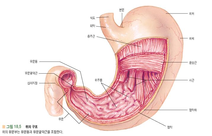 2) 위 (stomach) - 식도와십이지장에연결 - 음식물저장,