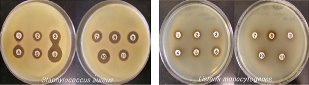 A B C Fig. 1. Antibacterial activity of Puer tea extract to S. aureus and L. monocytogenes.