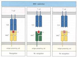 endosome antigen antigen ( ) APC APC T-cell (2) Antigen recognition via TCR complex APC Alloantigen T- cell receptor(tcr) donor-derived peptide peptide antigen MHC molecule T-cell (MHC restriction)