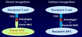 T-cell (trnscription factor)