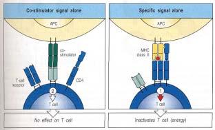 T-cell (Dual signal theory) 1 T-cell anergy, 2 T-cell co-stimulator signal T-cell accessory