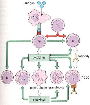 (4) Immune effector mechanism T-cell cell-mediated immunity( ) antibody(humoral)-mediated immunity( ) helper-t-cell antigen helper T-cell TH1 TH2 TH1 cell IFNγ TNFβ macrophage delayed type