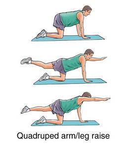 잡아당긴상태로 15-0초정도유지 합니다. 회반복해주세요. 4 Quadruped arm/leg raise ( 네발기기자세에서팔다리들어올리기 양손양무릎을바닥에대고네발기기자세를합니다.