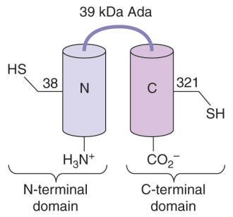 2) O 6 -alkylguanine DNA alkyltransferases I and II DNA damage 를직접적으로복구하는또하나는 dealkylation 이다. DNA 의산소원자에결합한 alkyl group 을직접제거하는효소에는다음과같은것이있다. 1) O 6 -alkylguanine DNA alkyltransferase I ( 그림 10.