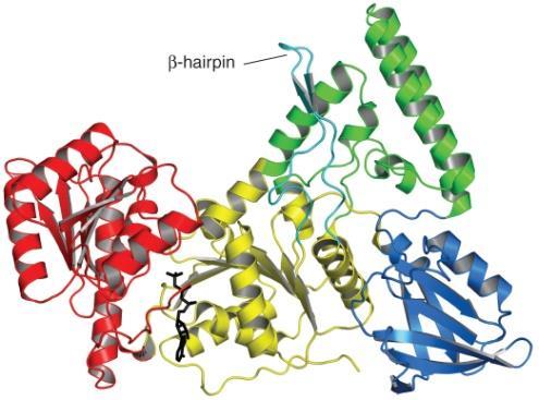 UvrABC endonuclease UvrA; has ATPase activity that influences binding to damaged DNA UvrB; plays central role in nucleotide excision repair interacts with UvrA to locate the