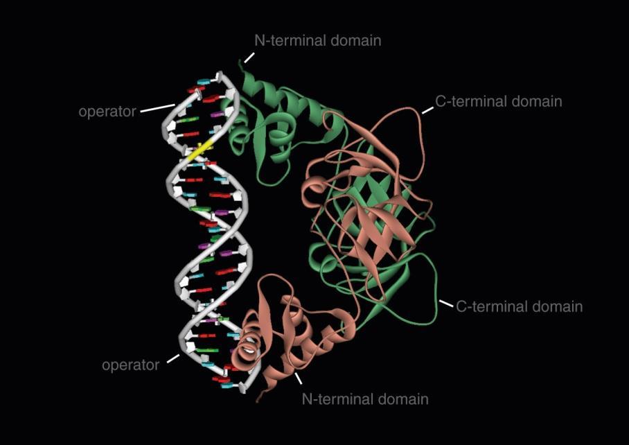 LexA 단백질은 SOS 신호에반응하는유전자들의전사시작부위인 operator 에결합하는 homodimer 다.