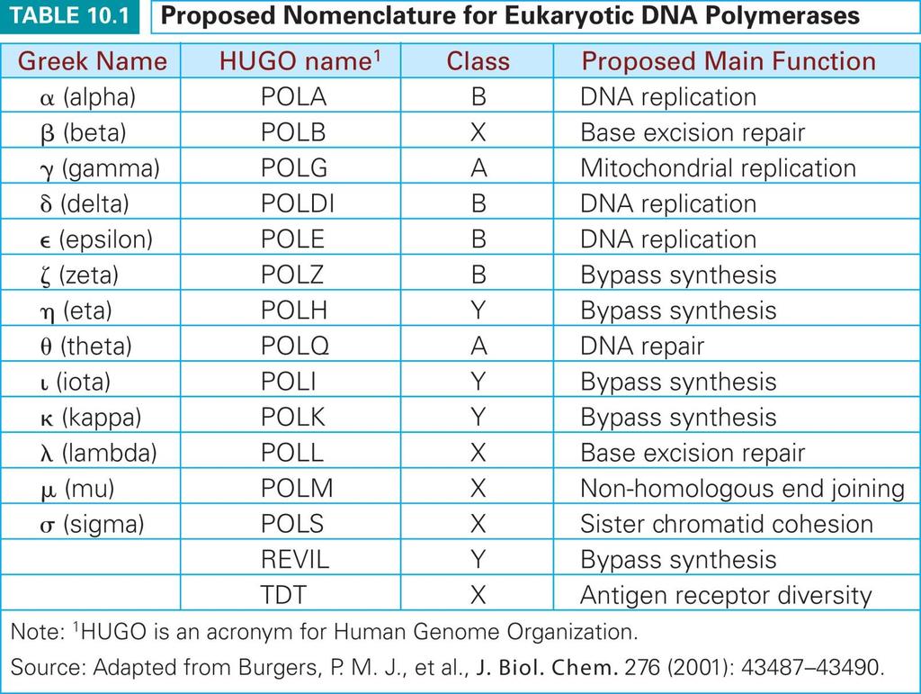A number of eukaryotic DNA polymerases are
