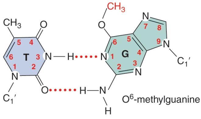 좌측그림 ; MMS 에의하여 methylation 되는부위 우측그림 ; MNU 에의하여 methylation 되는부위 Figure 10.11 붉은색은이중가닥일때푸른색은단일가닥일때 methylation 되는부위임.