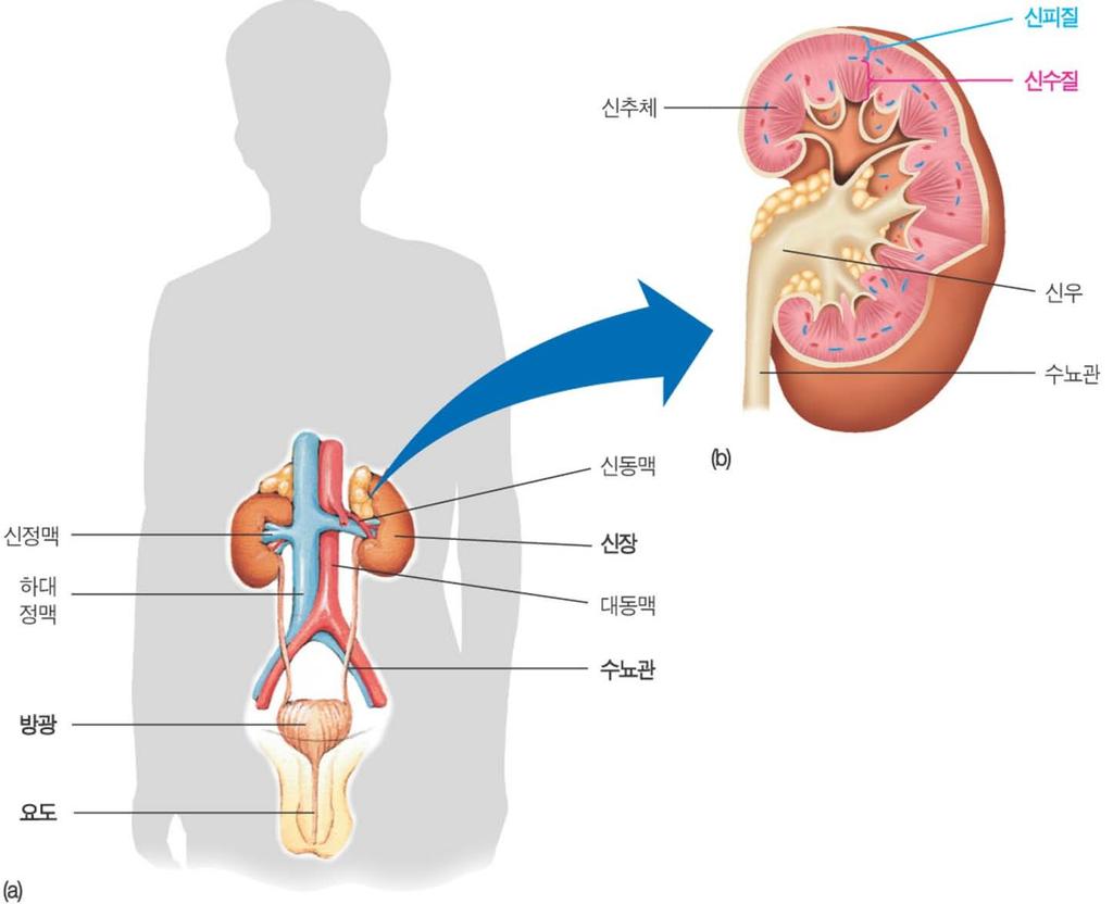 신장의오줌생성, 비뇨기계의나머지는방광과오줌을운반하는관 1. 포유류신장은 1 쌍의강낭콩모양으로척추양쪽등쪽에위치 2.