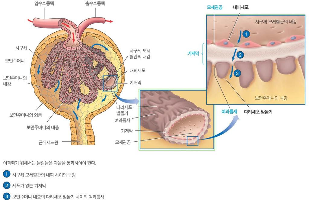 12.4 사구체여과 사구체막은다른모세혈관보다 100 배이상의투과성이있음 1. 사구체에서보우만주머니로여과된체액은사구체막으로구성된 3 층을지나야함 ( 그림 12-9).