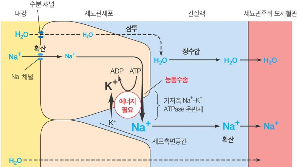 4. Na + 재흡수구간에서능동수송은세뇨관세포의기저측막에위치한에너지의존성 Na + -K + ATPase 펌프에이해일어나 ( 그림 12-17).