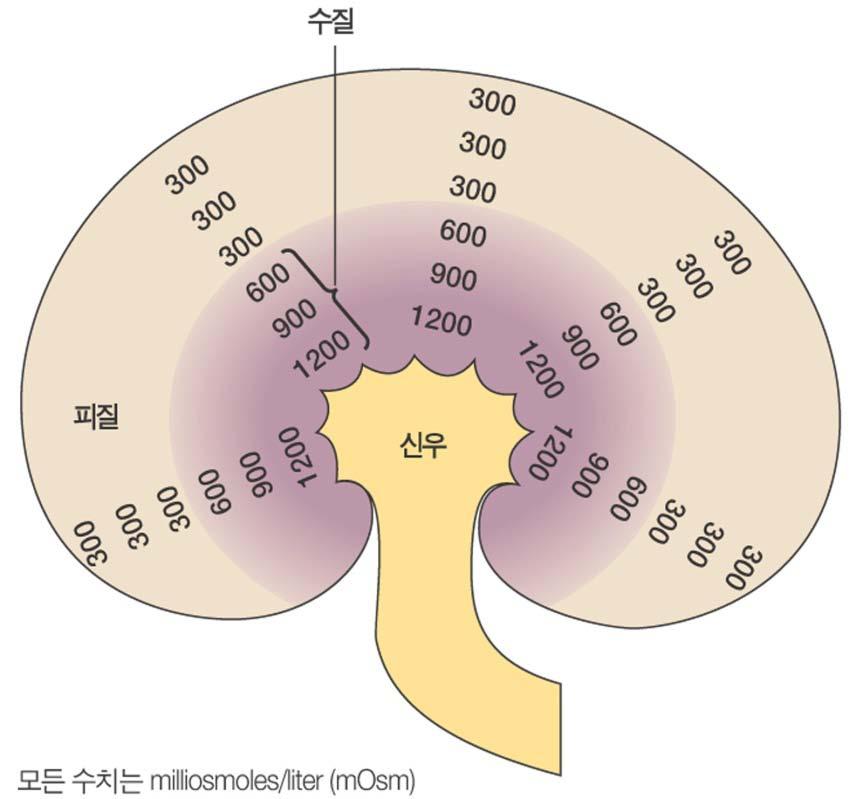 수질의수직삼투기울기는집합관으로부터물의재흡수와 vasopressin 의조절을통해농도가다른오줌을배설 1. 근위세뇨관과헨레고리로부터물이재흡수된다음남아있는여과된물은원위세뇨관과집합관에서 vasopressin 의조절에따라매우유동적으로재흡수됨. vasopressin 은 nephron 전반부에서는물의재흡수에영향을미치지않음 2.