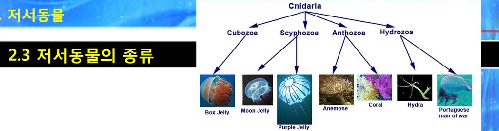 2.3 저서동물의종류 자포동물 (Cnidaria) 자포 (nematocyte) 를가짐 : 촉수 (tentacle) 를이용하여먹이포획 소화기, 순환기, 배설기는미발달 간단한신경과근육을가져, 해면동물보다는진화된형태로봄