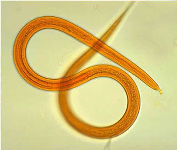 2.3 저서동물의종류 대형동물 (Aschelminthes) 윤형동물 (Rotefera) : 0.1 ~ 2.