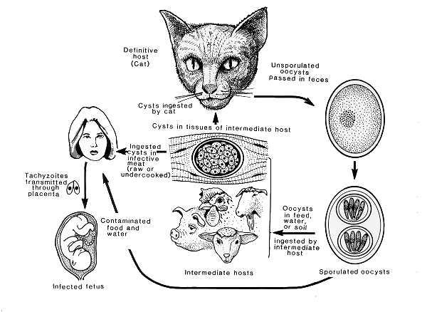 Fig. Life cycle of Toxoplasma gondii. Cats, the definitive hosts of T gondii, can become infected by ingesting sporulated oocysts or (most often) infected animals.