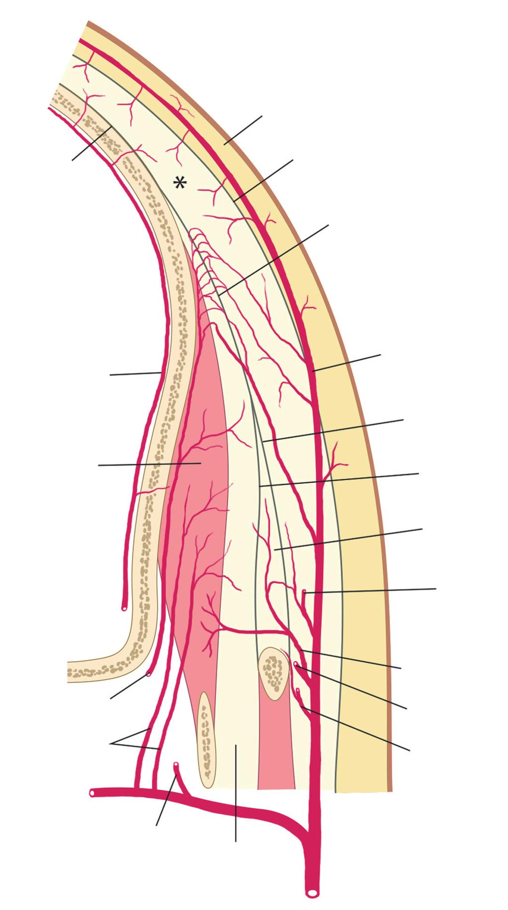 Lee WK, Choi YC, Hong JH, Kim ST 꼴의가장자리는머리뼈의가쪽면에붙고, 부채의손잡 이부분은아래턱뼈의갈고리돌기 (coronoid process) 에 붙는다.