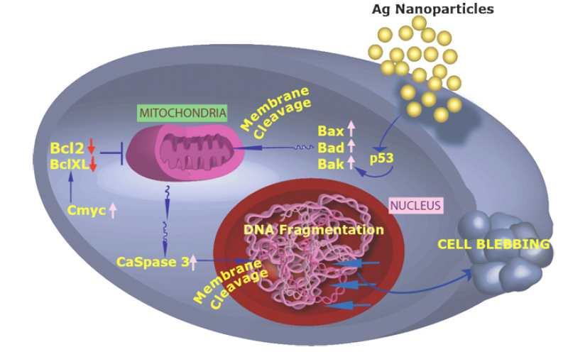 그림 8. Apoptosis signaling pathway 1) 인체위해성관련표적세포등을활용한유전적및후생유전적독성평가 ➀ 미세먼지유기성추출물에의한유전독성 (Genetic) 평가 세포주