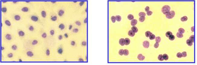 RNAse(0.01mg/ml in 2 SSC) 37 5 slide 2 SSC 5% Giemsa 20 ( 14 15).