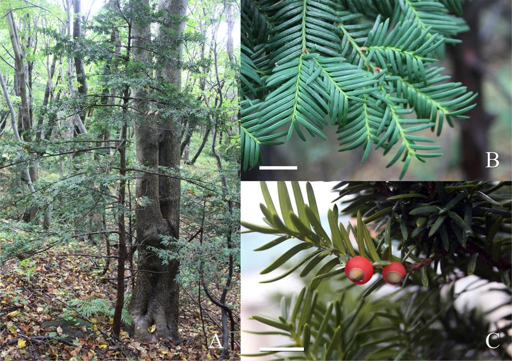 Taxonomic position of Taxus cuspidata var. latifolia endemic to Ulleung Island 49 Fig. 1. Taxus cuspidata var. latifolia. A. Plants; B. Twig and leaf; C. Seed with aril. Scale bars of B-C = 3 cm. Fig. 2.