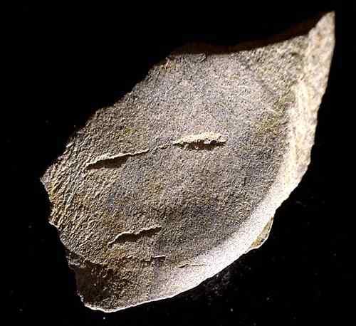 6cm, 너비 8.1cm, 두손톱크기인이돌조각은가로 2.29cm, 께 4.2cm의막대모양자갈돌 ( 규질사암 ) 에 0.4cm간격의눈세로 1.57cm이며, 약 3만5천년전의금 22개를새겼다. 구석기인들의숫자개념을기호화한것문화층에서출토됐다. 으로추정.