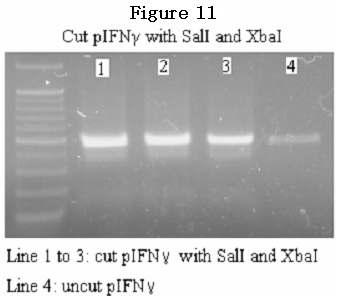 Figure 13.