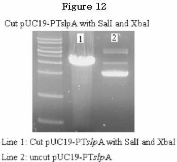 Figure 13.