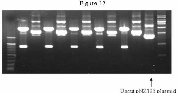 Figure 17.