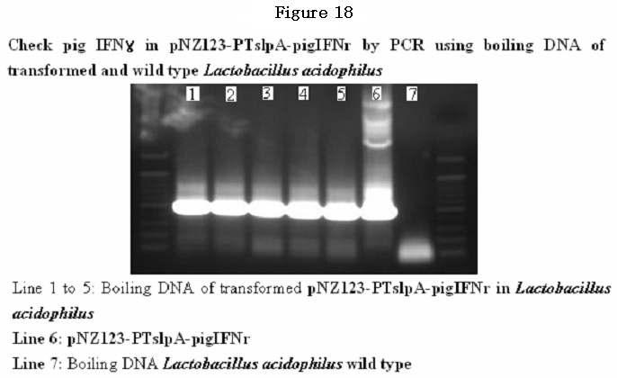 Fig. 18. Boiling DNA of transformed pnz123-tpslpa-pig IFNγ in Lactobacillus acidophilus.