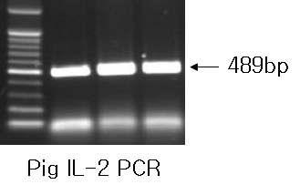 Figure 20. Agarose gel electrophoresis of multiplex RT-PCR-amplified pig IL-2 cdna products.