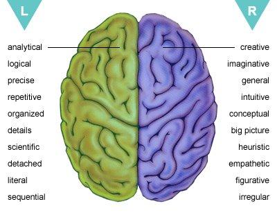 행태신경과학 좌뇌와우뇌 좌뇌 / 우뇌의구분 좌뇌 : 분석적, 언어적 (verbal). 계산등논리적기능을관장하여공간, 위치판단. 전체적인형태인식. 우뇌 : 지각, 직관적. 억양의조절하고유머를이해. 음악, 그림이미지를떠올리는기능.