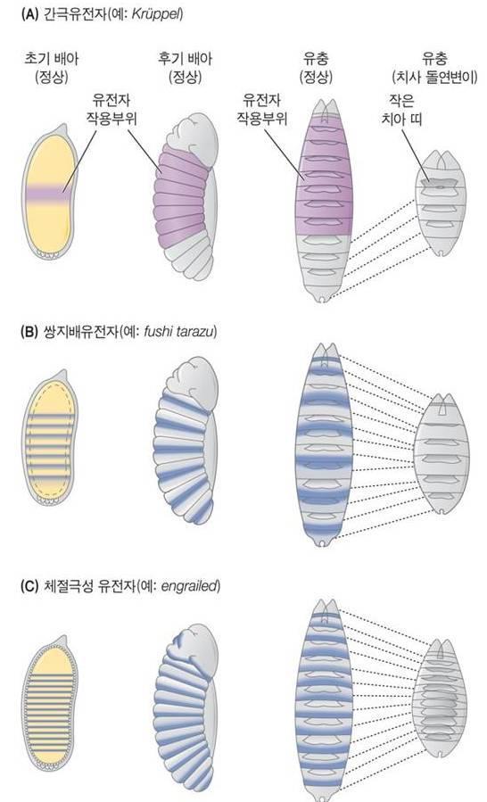 초파리에서초기앞 - 뒤축예정화요약 1. 앞쪽형성중심을정하는유전자 : 앞쪽형성중심은 Bicoid 기울기를통해작동. 앞쪽에서는특이적간극유전자활성화를시키는전사인자로뒤쪽에서는특이적간극유전자의번역억제인자로작용 2.