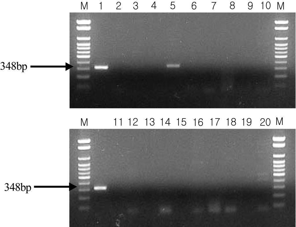 122 Young-Gun Moon and Moon-Soo Heo Kor. J. Microbiol Fig. 3. Alignment of representetive 16S-23S ISR sequence of Vibrio species. spl; V. splendidus (accession number AF 413024), cam; V.