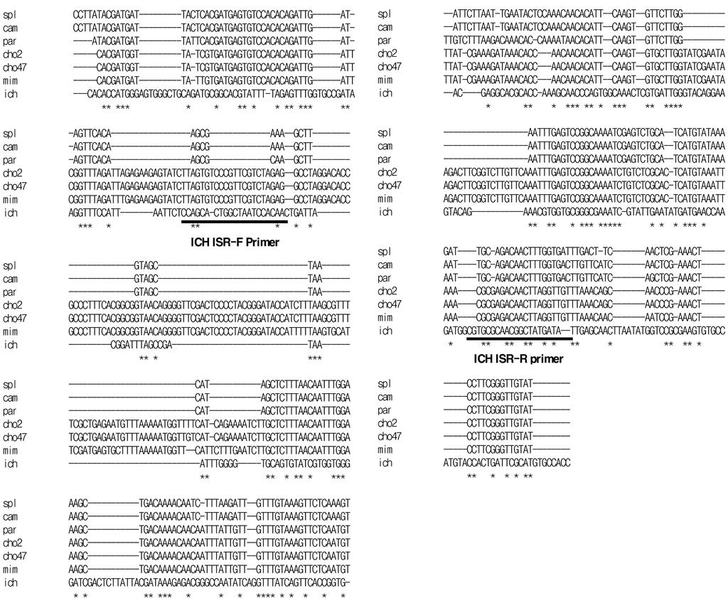 mimicus (accession number AF 114747), ich; V. ichthyoenteri KCCM 40870. Forward and reverse primer used in the species-specific PCR detection are underlined. 목적하는 크기의 band를 확인할 수 없었다.