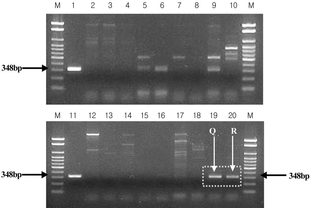 Vol. 41, No. 2 V. ichthyoenteri species-specfic primer 개발 123 Fig. 5. PCR amplification of the rrna of different Vibrio strains using ISR-targeted primer. ICH ISR-F and 23SR-ICH.