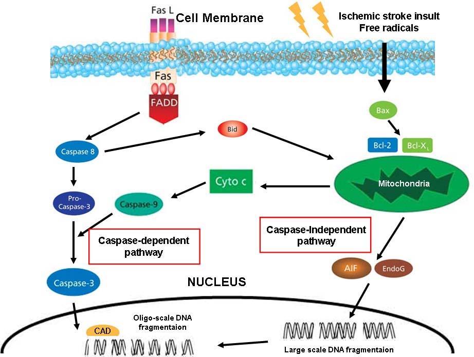 J Neurocrit Care 2008;1:1-11 FIGURE 4. Schematic diagram of the caspase-dependent and caspase-independent cell death signaling pathways in the penumbra following ischemia.