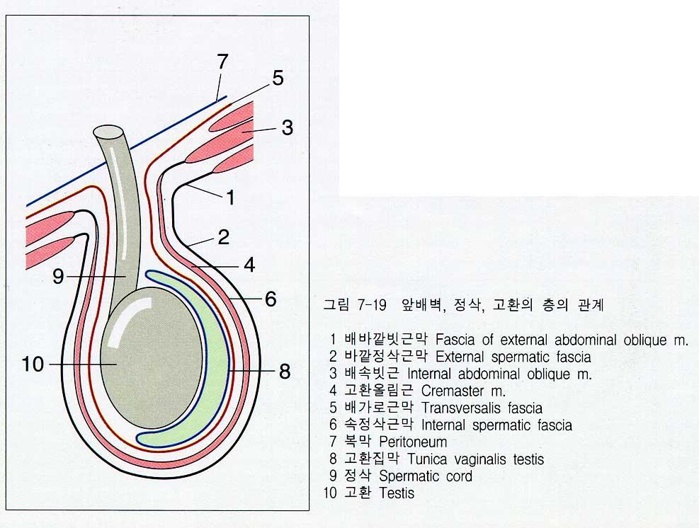 고환올림근 : 배속빗근 바깥정삭근막 : 배바깥빗근 속정삭근막 : 배가로근막 정삭의구조물 1. 정관 2.