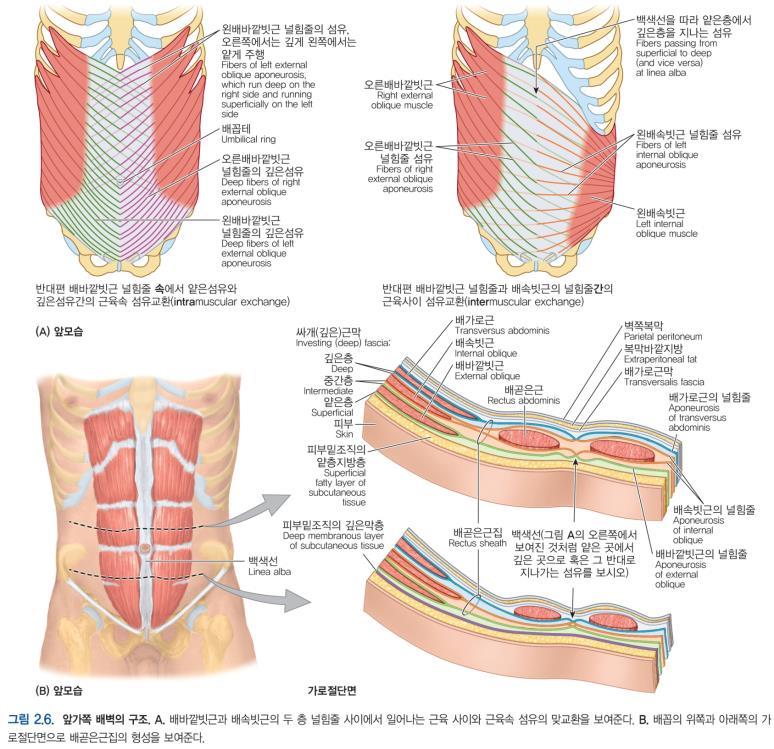 - 서로반대편의배바깥빗근과배속빗근이함께공통된중심널힘줄 (central tendon) 을공유함으로써하나의운동단위로작용하는두힘살근 (digastric muscle) 은형성한다.