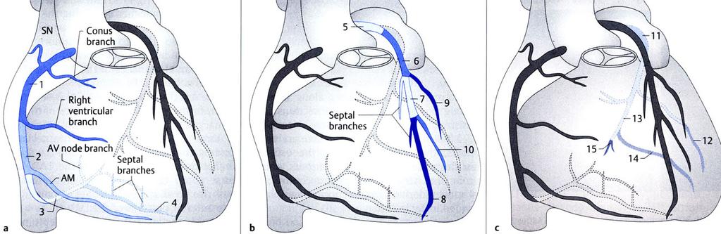 Segmental classification of coronary artery branches (American Heart Association) Right coronary artery (RCA) Left anterior descending artery (LAD) Left circumfrex artery (LCX) 1-RCA proximal 2-RCA
