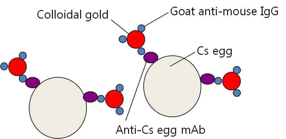 그림 9. 금입자에충란항원특이적인항체의축합방법 m 항체-금입자축합체의반응성확인 -