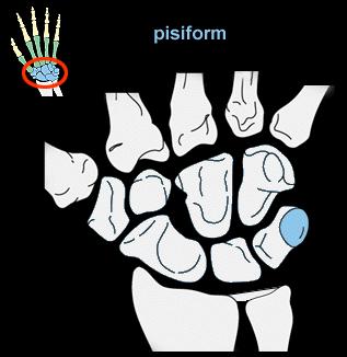 뼈의촉진 (Bony palpation) 11) 두상골 (Pisiform) 가이온터널의내측연형성.