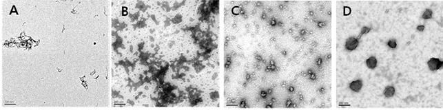 Ha et al. 수를이용하여 2 배희석한후 173 의 scattering angle 에서입자 크기와다분산지수를측정하였다. 제타전위는나노전달체현탁액 1 ml 를 zeta-potential cuvette 에넣고, electrophoretic mobility (μm/s) 를측정한후 Smoluchowski equation 을이용하여제타전 위값으로변환하여얻었다.