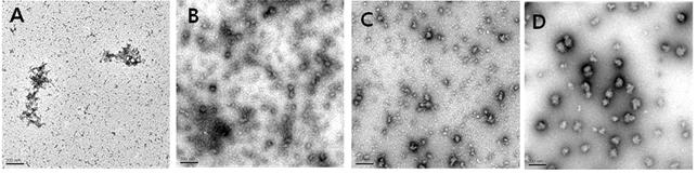 히 0.1 mm TPP 처리시가장작고균일한 (homogeneous) ~100 nm의나노전달체가형성되었다 (data not shown). 산양유단백질분해물농도와키토올리고당농도에따른나노전달체의형태학적특성측정결과는각각 Fig. 1과 Fig. 2에나타내었다. 산양유단백질분해물농도가 0.01과 0.05%(w/v) 에서는나노전달체가형성되지않은반면 (Fig.