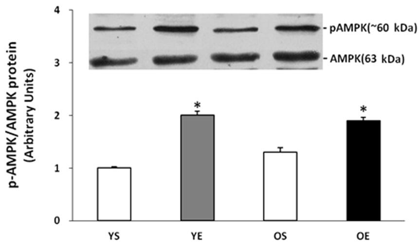 342 8 주간의사다리등반운동이젊은쥐와중년쥐의골격근내 PGC-1α 발현과미토콘드리아생합성에미치는영향 의사다리운동후 YE 집단은약 180%, OE 집단은약 150% PGC-1α 단백질수준이증가하였다. 그러나 10주령과 50주령쥐의장딴지빗근내 PGC-1α 단백질수준의증가폭은유의한차이가나타나지않았다 (Fig.