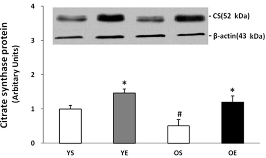 2. Changes of PGC-1α protein contents. * significantly different from YS, OS (p<.05) 3. p-ampk/ampk ratio Fig. 4a. Changes of citrate synthase protein contents.