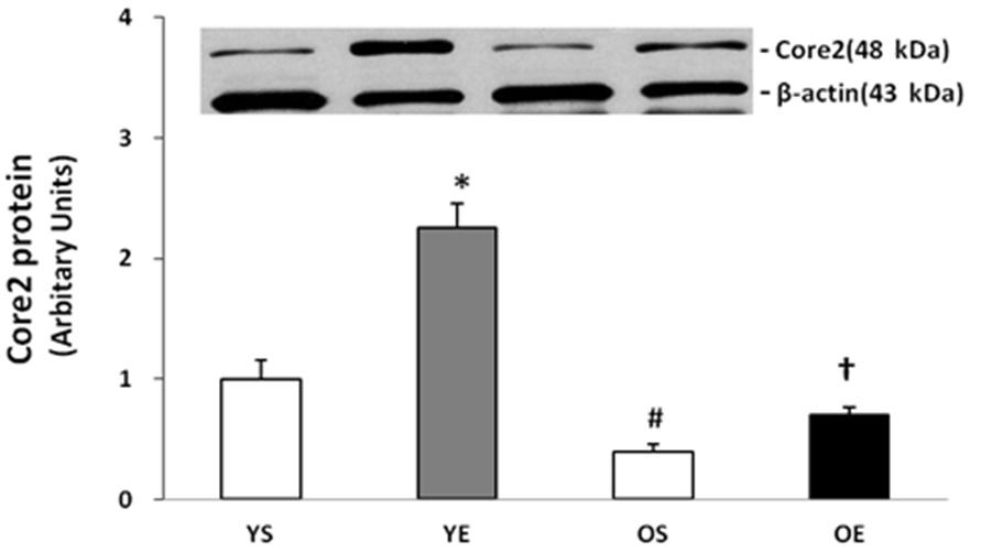 05) 트레이닝전 OS집단의장딴지빗근내 p-ampk/ampk ratio 는 YS집단과유의한차이가없었고, 8주간의사다리운동후 YE와 OE 집단의 p-ampk/ampk ratio가유의하게증가하였다.