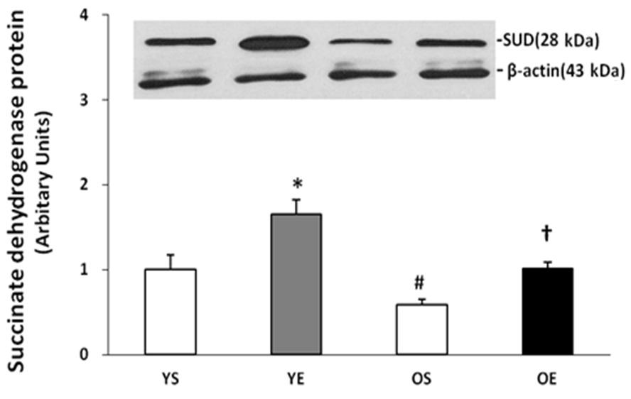 05); + significantly different from OS (p<.05); # significantly different from YS (p<.05) Fig. 3. The ratio of p-ampk/ampk protein contents.