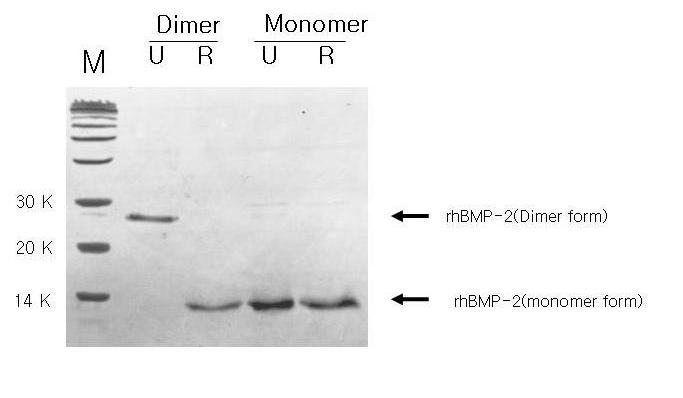 J Korean Acad Periodontol 2008; 38(1) E.coli 발현시스템에의해생산된 recombinant human bone morphogenetic protein-2 의정제와생물학적활성 Figure 2.